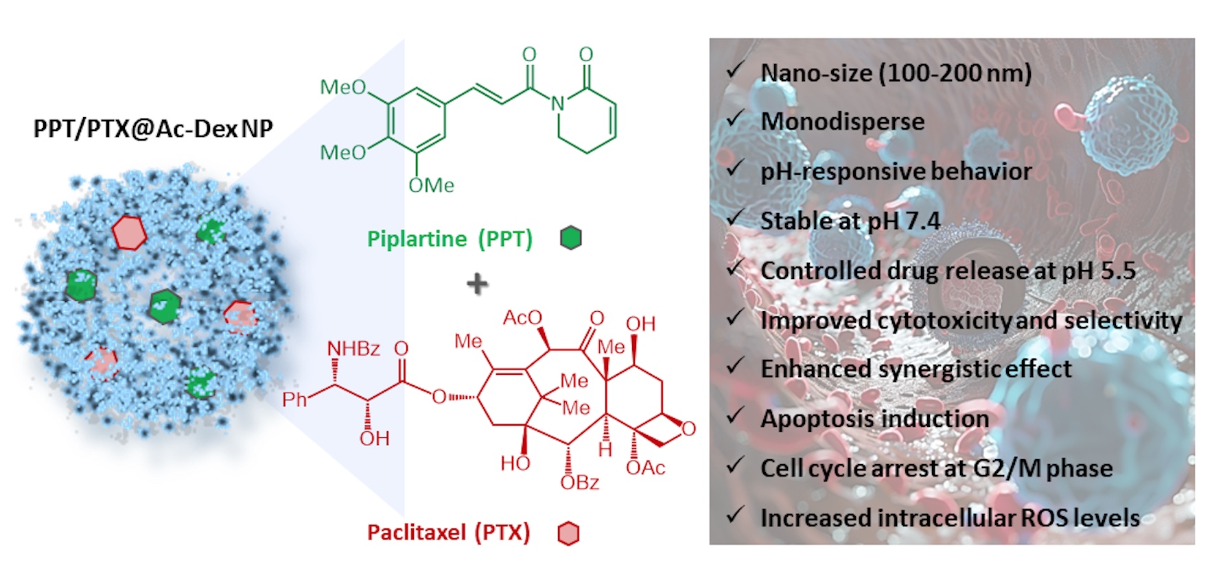 Graphical abstract showing piplartine and paclitaxel co-encapsulated in acetalated dextran nanoparticles