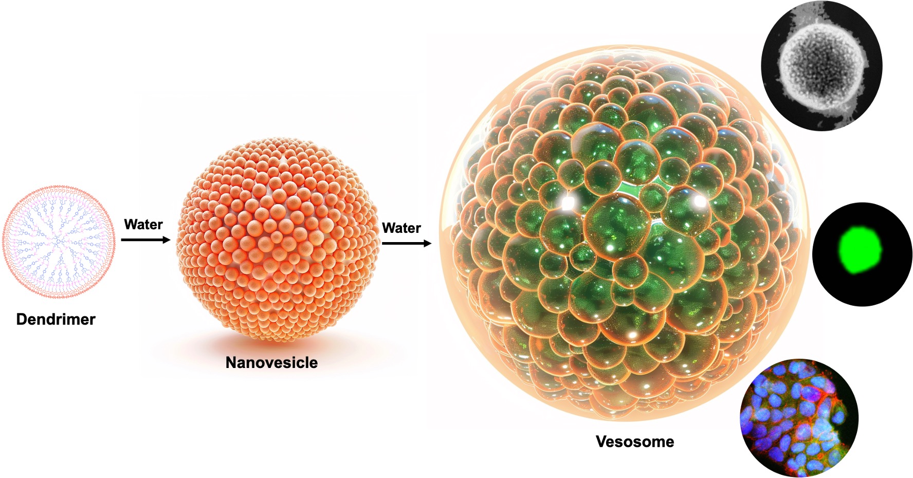 Graphical abstract showing the hierarchical self-assembly of a dendrimer into a nanovesicle and vesosome